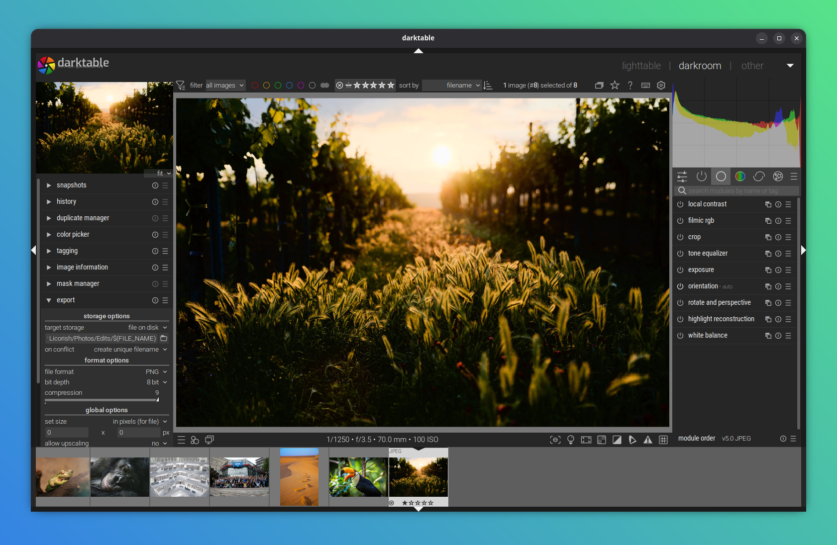 Darktable in the "Elegant High contrast icons" theme, with a photo of some plants in a garden at sunset, open for editing