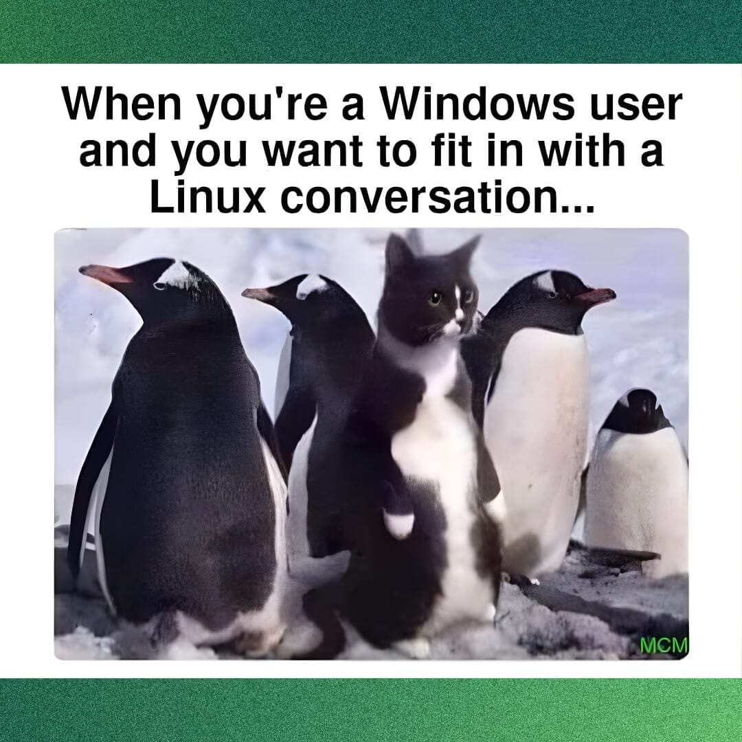 windows user imposter cat meme