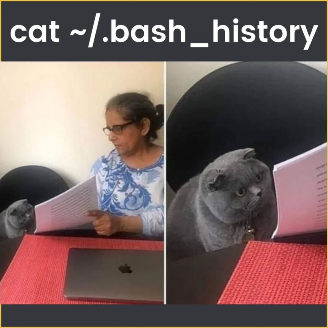 cat bash history meme