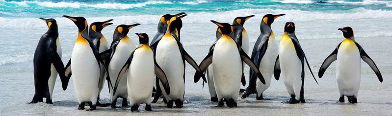 Linux Community Support is one of the advantages of Linux over Windows. An Image of a group of penguins